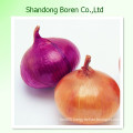 High Quality Fresh Vegetable Onion